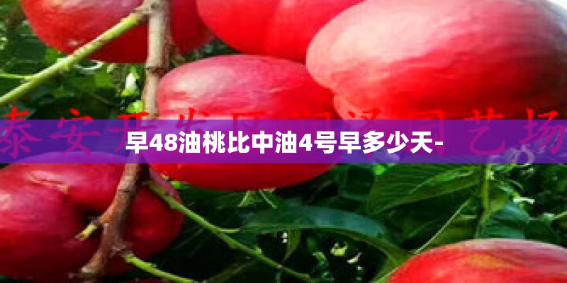 早48油桃比中油4号早多少天-