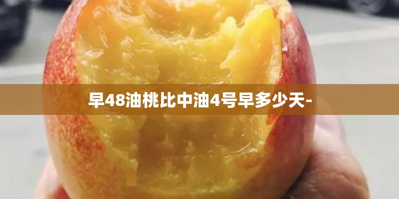 早48油桃比中油4号早多少天-