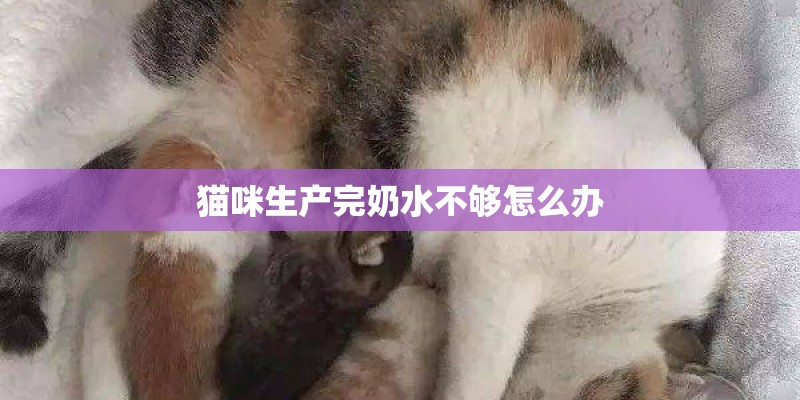 猫咪生产完奶水不够怎么办