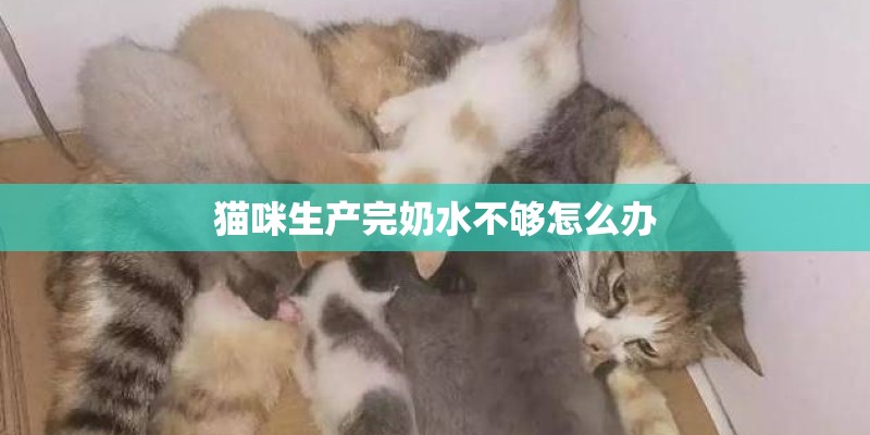 猫咪生产完奶水不够怎么办