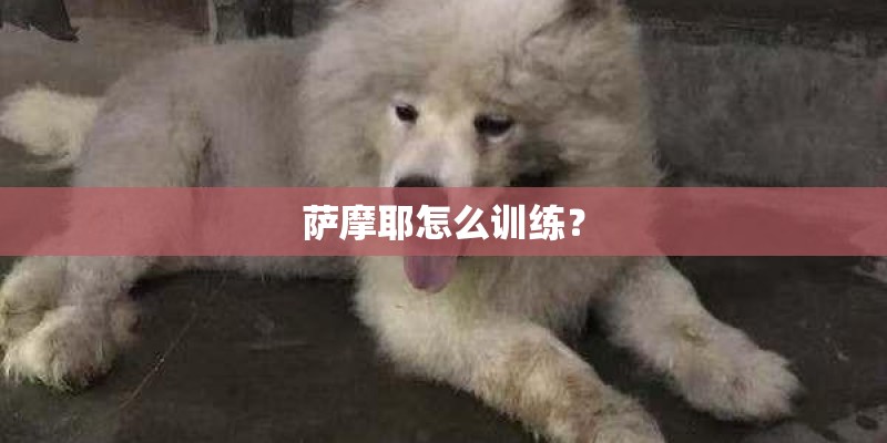 萨摩耶怎么训练？