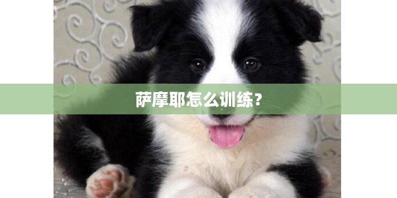 萨摩耶怎么训练？
