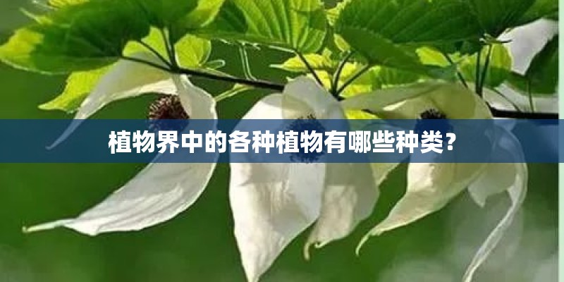 植物界中的各种植物有哪些种类？