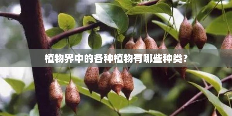 植物界中的各种植物有哪些种类？