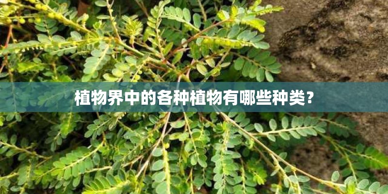 植物界中的各种植物有哪些种类？