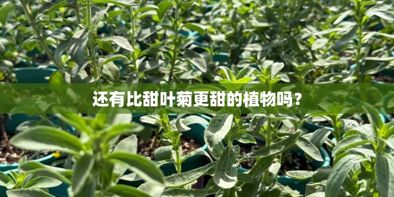 还有比甜叶菊更甜的植物吗？
