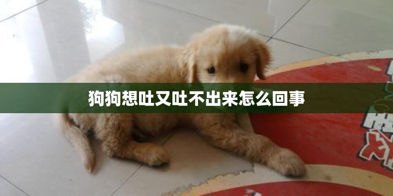 狗狗想吐又吐不出来怎么回事