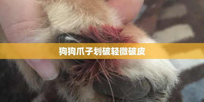 狗狗爪子划破轻微破皮