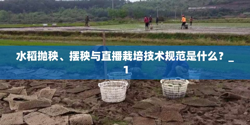 水稻抛秧、摆秧与直播栽培技术规范是什么？_1