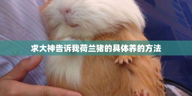 求大神告诉我荷兰猪的具体养的方法