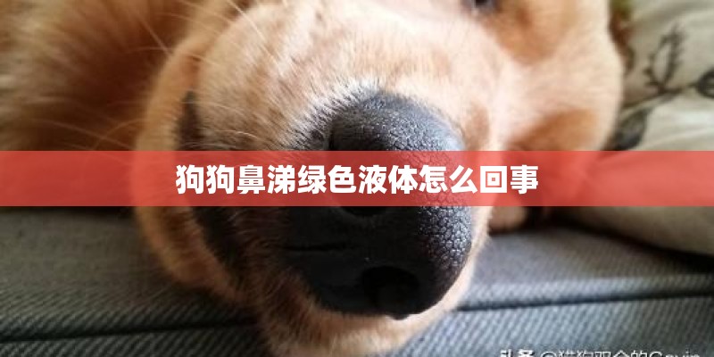 狗狗鼻涕绿色液体怎么回事