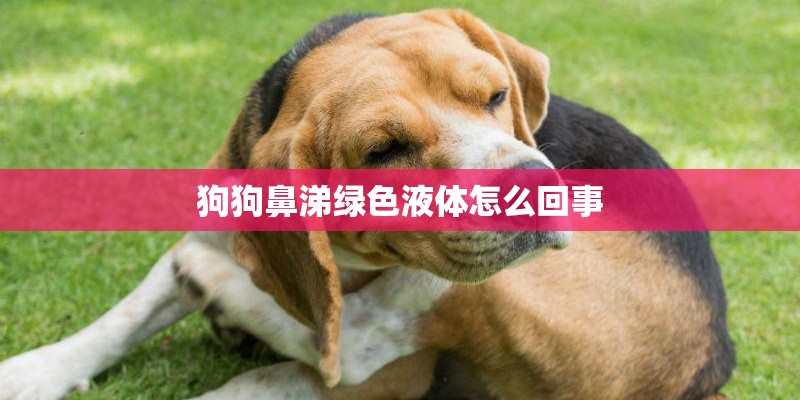 狗狗鼻涕绿色液体怎么回事