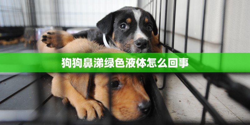 狗狗鼻涕绿色液体怎么回事