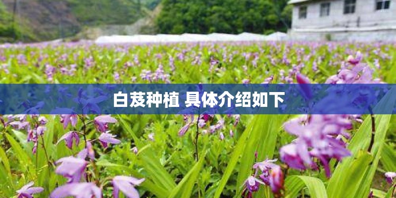 白芨种植 具体介绍如下