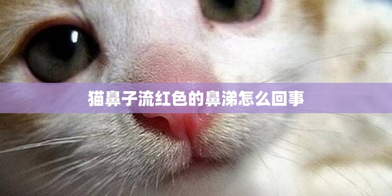 猫鼻子流红色的鼻涕怎么回事