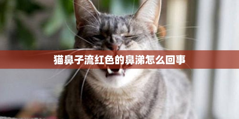 猫鼻子流红色的鼻涕怎么回事