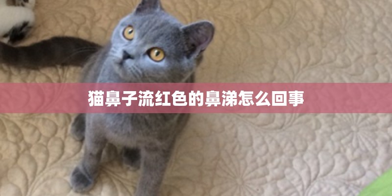 猫鼻子流红色的鼻涕怎么回事