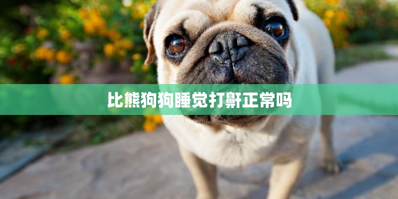 比熊狗狗睡觉打鼾正常吗