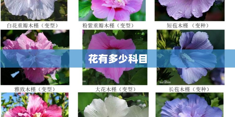 花有多少科目