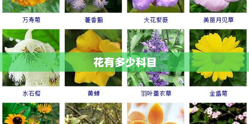 花有多少科目