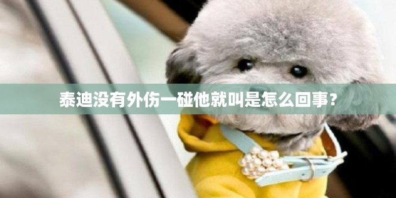 泰迪没有外伤一碰他就叫是怎么回事？