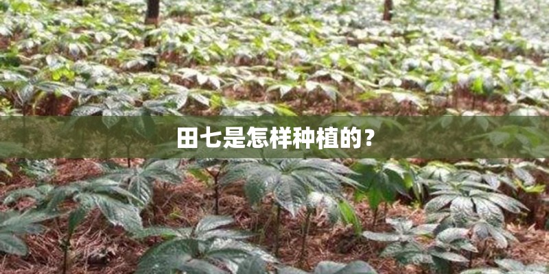 田七是怎样种植的？