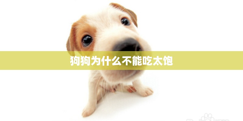 狗狗为什么不能吃太饱