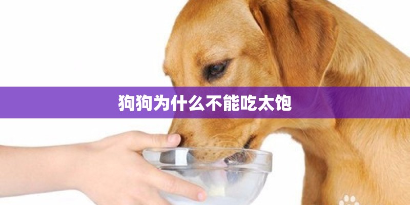 狗狗为什么不能吃太饱