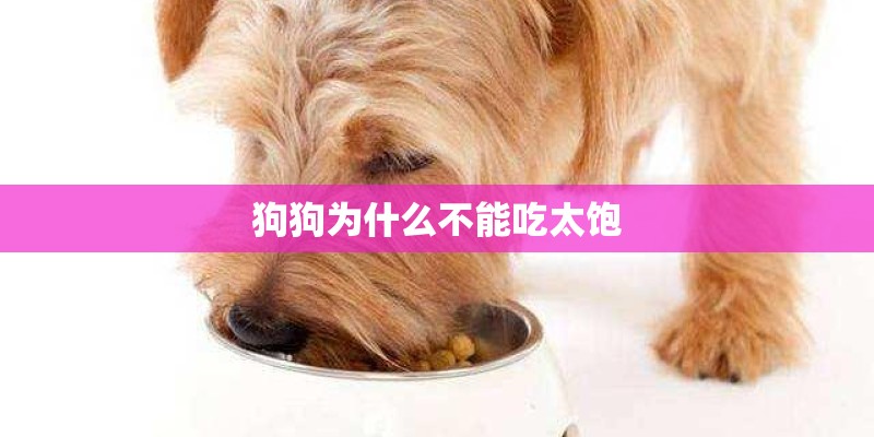 狗狗为什么不能吃太饱