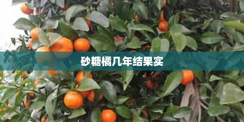 适合高层阳台植物有哪些