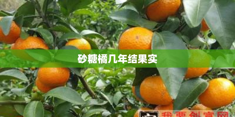 砂糖橘几年结果实