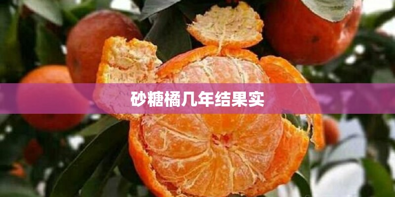 砂糖橘几年结果实