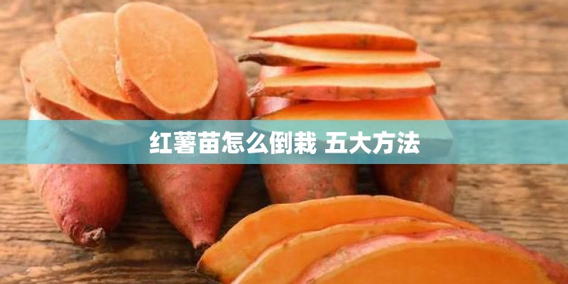 红薯苗怎么倒栽 五大方法