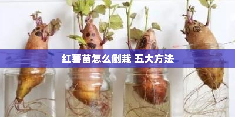 红薯苗怎么倒栽 五大方法
