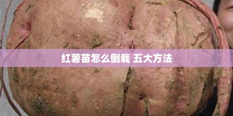 红薯苗怎么倒栽 五大方法