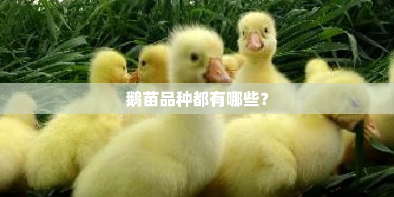 鹅苗品种都有哪些？