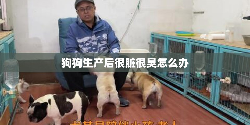 狗狗生产后很脏很臭怎么办