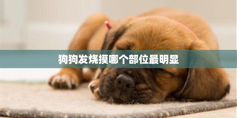 狗狗发烧摸哪个部位最明显