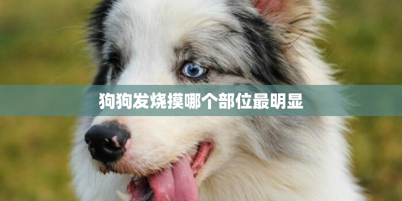 狗狗发烧摸哪个部位最明显