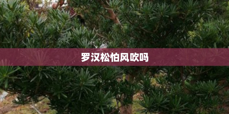 罗汉松怕风吹吗