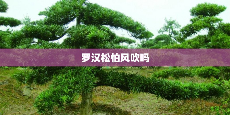 罗汉松怕风吹吗