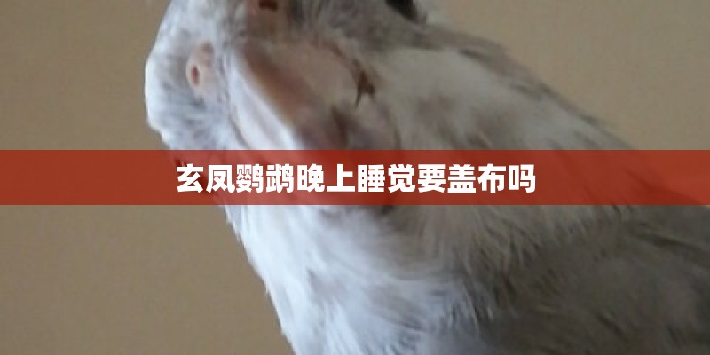 玄凤鹦鹉晚上睡觉要盖布吗