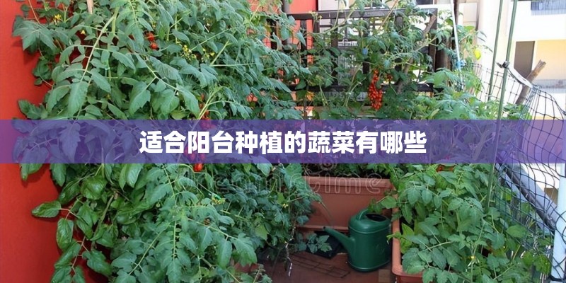 适合阳台种植的蔬菜有哪些