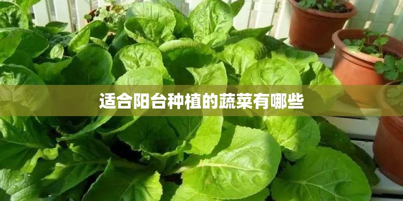 适合阳台种植的蔬菜有哪些