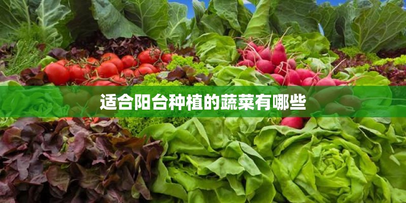 适合阳台种植的蔬菜有哪些