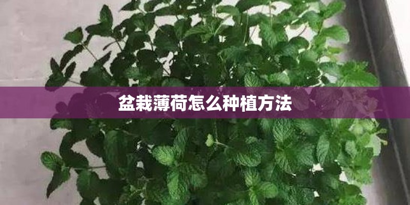 盆栽薄荷怎么种植方法