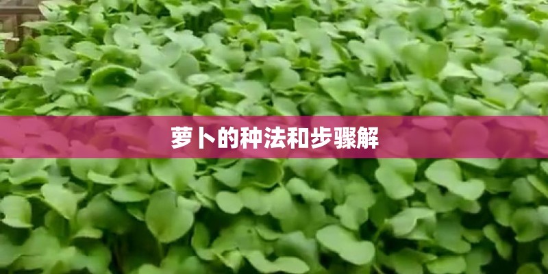 大众皮卡2025款落地价