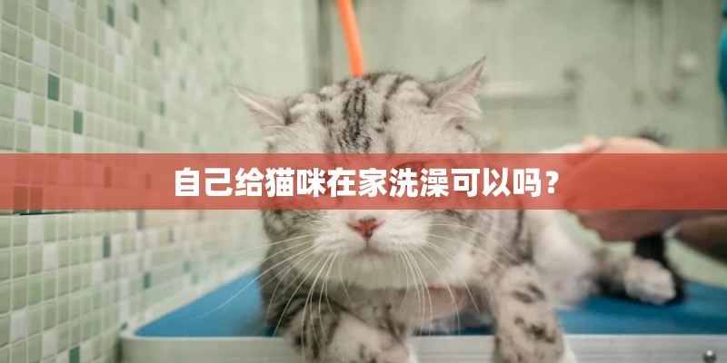 自己给猫咪在家洗澡可以吗？