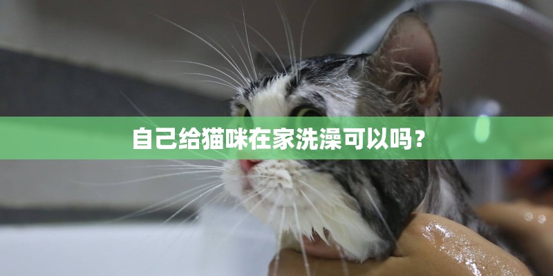 自己给猫咪在家洗澡可以吗？