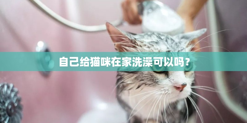 自己给猫咪在家洗澡可以吗？